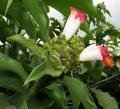 Costus afer