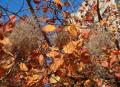 Cotinus coggygria