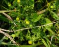 Cotula anthemoides