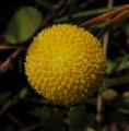 Cotula coronopifolia