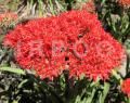 Crassula perfoliata