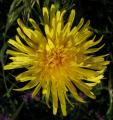 Crepis biennis