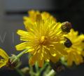 Crepis capillaris