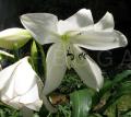 Crinum jagus