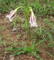 Crinum ornatum