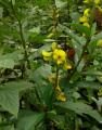 Crotalaria assamica