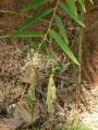 Crotalaria tetragona