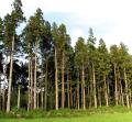 Cryptomeria japonica