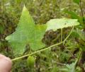 Cucumis hystrix