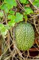 Cucurbita ficifolia
