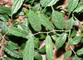 Cudrania fruticosa