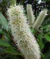 Cunonia capensis