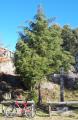 Cupressus funebris