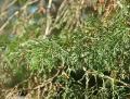 Cupressus lusitanica
