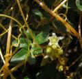 Cuscuta hyalina