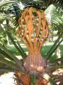 Cycas edentata