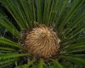 Cycas revoluta