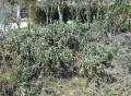 Cylindropuntia spinosior