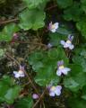 Cymbalaria muralis