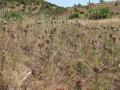 Cynara algarbiensis