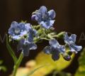 Cynoglossum amabile
