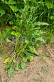 Cynoglossum officinale