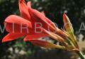 Cyrtanthus elatus
