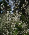 Cytisus multiflorus