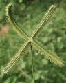 Dactyloctenium aegyptium