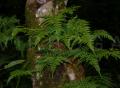Davallia platylepis