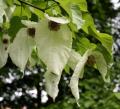Davidia involucrata