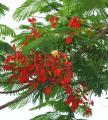 Delonix regia