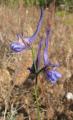 Delphinium gracile