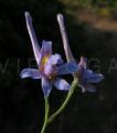 Delphinium gracile