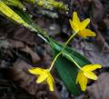 Dendrobium chrysotoxum