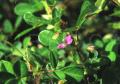 Desmodium heterophyllum