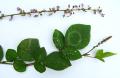 Desmodium laxiflorum