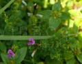 Desmodium microphyllum