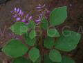 Desmodium sequax