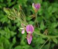 Desmodium tortuosum