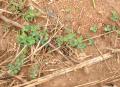 Desmodium triflorum