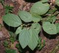 Desmodium velutinum