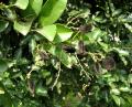 Dialium guineense