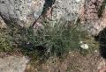 Dianthus lusitanus
