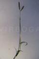 Dichanthium annulatum