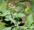 Dichrocephala integrifolia