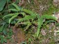 Dicranopteris dichotoma
