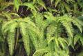 Dicranopteris linearis