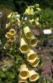 Digitalis lanata