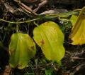Dioscorea decipiens